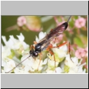 Lissonota fundator - Schlupfwespe w01c 8mm OS-Hellern Wiese det06.jpg